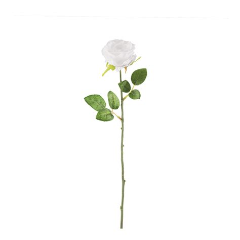 White Rose PNG (The white rose meaning is purity, innocence and eternity.) Transparent ...