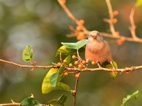 Mostly Indian Birds: Birds of Goa