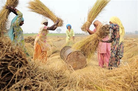 Nel cuore di tenebra dell'agricoltura indiana - Slow Food - Buono, Pulito e Giusto.