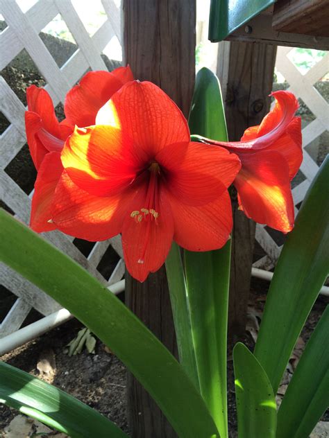 amarillo | Plants, Garden, Flowers