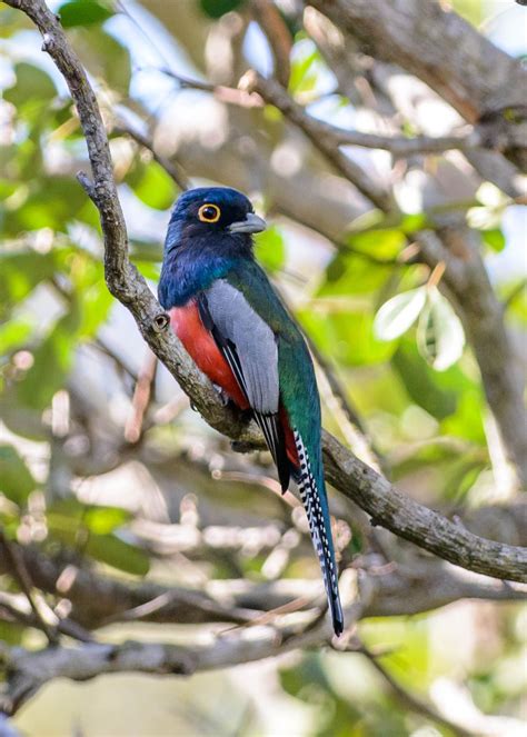 Blue-crowned Trogon (Trogon curucui) | found in Argentina, Bolivia ...