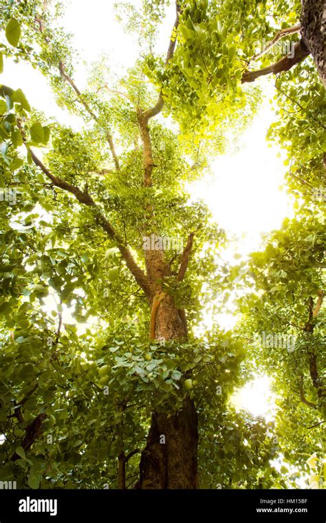 Green forest with sunlight Stock Photo - Alamy