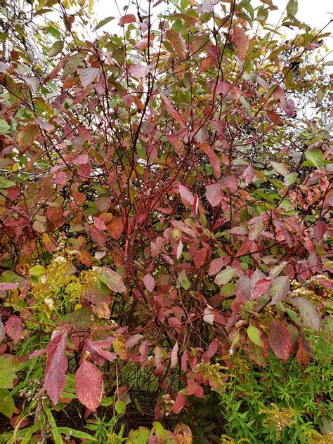 Cornus sericea - Bird Gardens