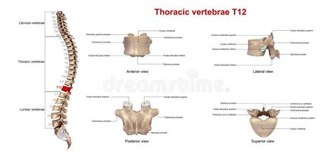 Thoracic Spine Labeled