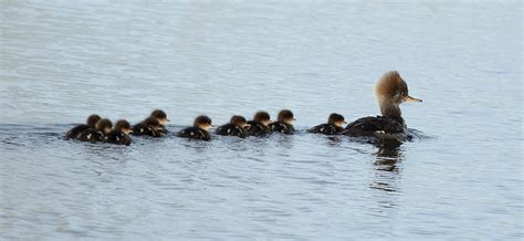 Nature Walk: Hooded Merganser Ducklings - Iowa Natural Heritage Foundation