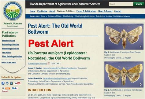 Old world bollworm detected in Florida - UF/IFAS Pest Alert