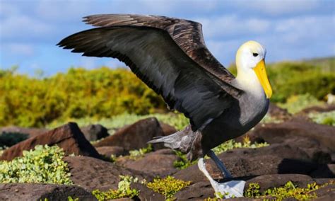 Albatross - A-Z Animals