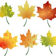 Fall Leaf No Background - PNG All