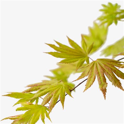 Buy Autumn Moon Japanese Maple For Sale | The Tree Center