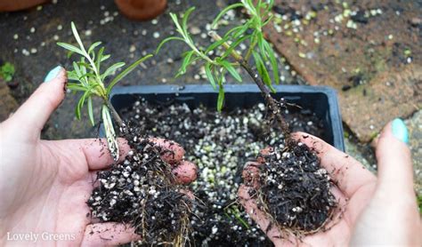 How to Propagate Rosemary from Cuttings • Lovely Greens