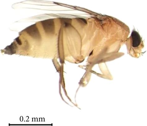 Lateral view of female Megaselia scalaris (a), male M. scalaris (b),... | Download Scientific ...