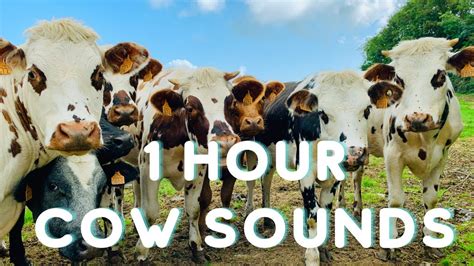 Cow Sounds 1 Hour - Real Cow Mooing Noise Compilation - YouTube