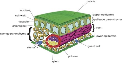 Difference between Palisade Parenchyma and Spongy Parenchyma - QS Study