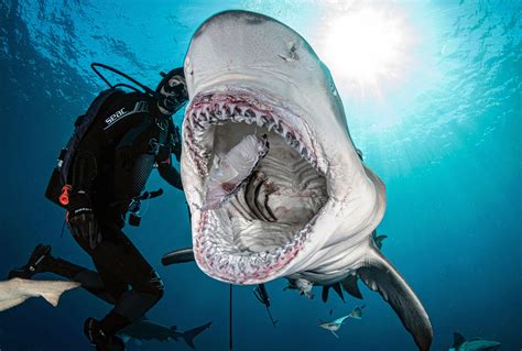 Terrifying pictures show 6ft 450lb shark rip its prey from diver's ...