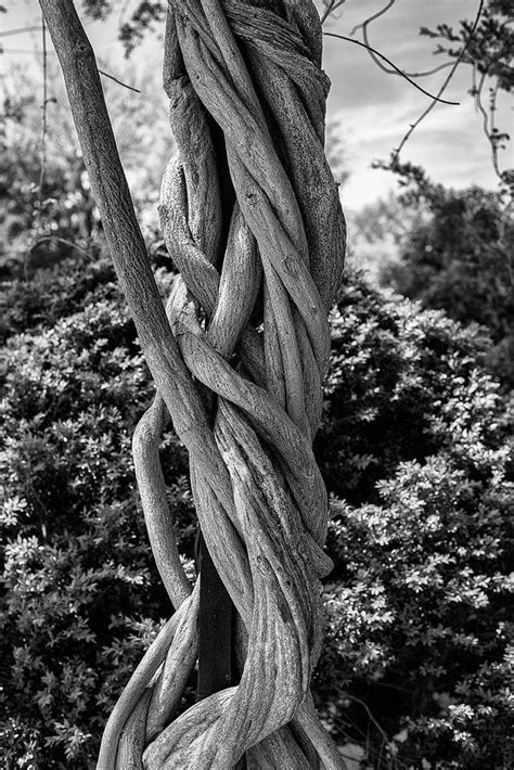 Column of Twisted Vines - Black and White Photograph | Black and white ...