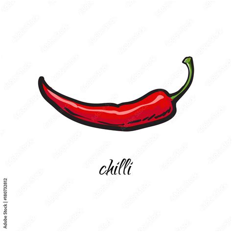 Hand drawn whole red chili pepper with caption, sketch style vector ...