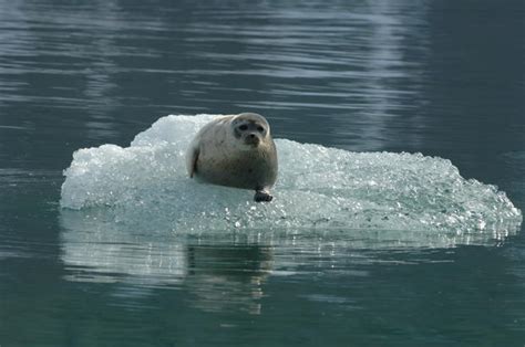 11 species threatened by climate change - CBS News