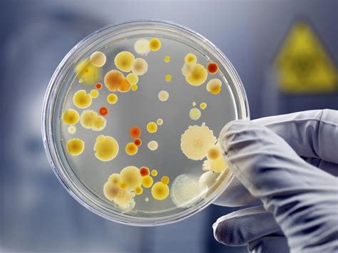 Bacteria Cell Function