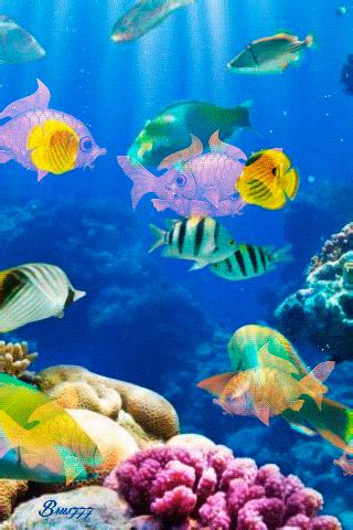 Aquarium Wallpaper Gif