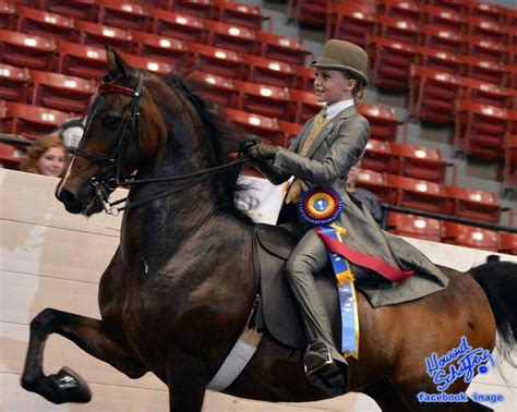 1000+ images about Saddle Seat!