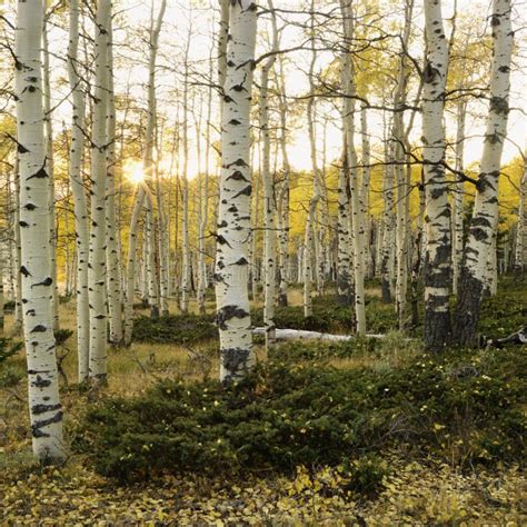 Aspen trees in Fall color stock image. Image of autumn - 2046353