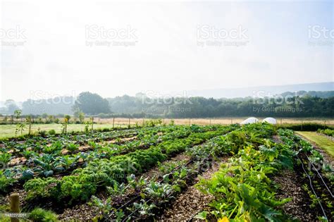 Rows Of Vegetable Crops On Organic Smallholding Farm Stock Photo - Download Image Now - iStock