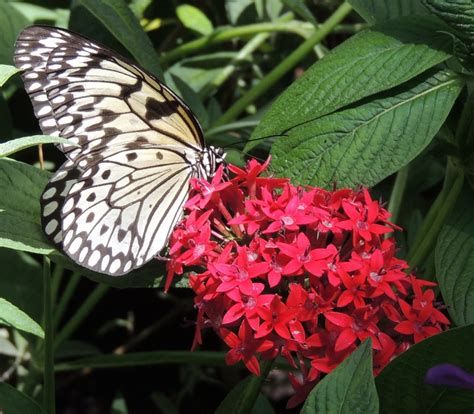 Butterfly Garden, Gainesville, FL | Butterfly garden, Butterfly, Garden