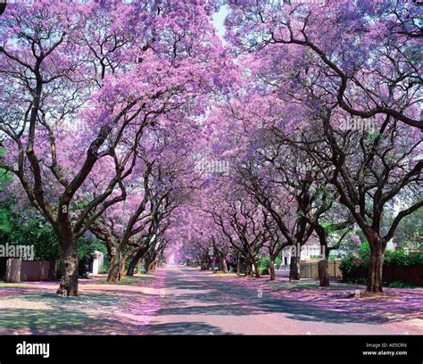 Jacaranda Tree Pretoria In South Africa