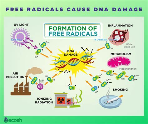 FREE RADICAL DAMAGE - 22 Diseases Caused By Free Radicals - Ecosh