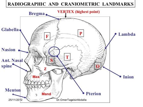 Anatomy of the Skull