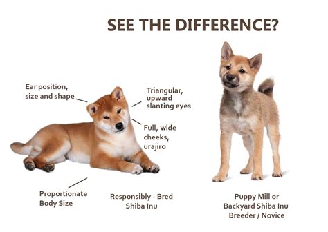 How Much Do Shiba Inu Puppies Cost? - My First Shiba Inu