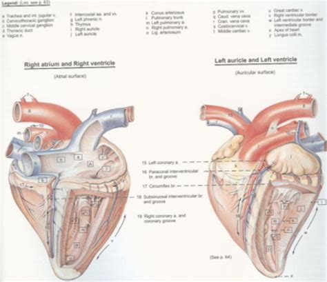 Diagram Of Cow Heart Anatomy - All About Cow Photos