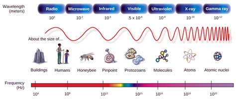 Light | Biology for Majors II