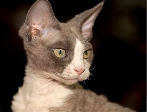 Devon Rex Cat Breed Profile