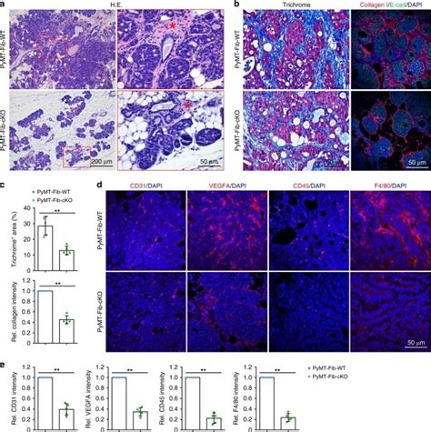 F4/80 Antibody, Alexa Fluor® 488 (53-4801-82)