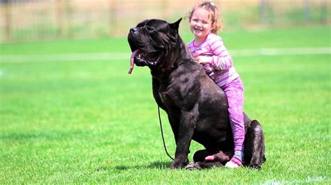 Big Cane Corso Dog protecting Baby - Dog and Baby Funny Moments - YouTube