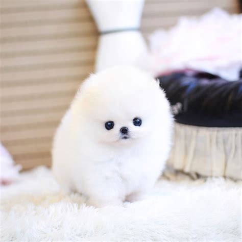 Pomeranian Puppies Bear Face - Pets Lovers