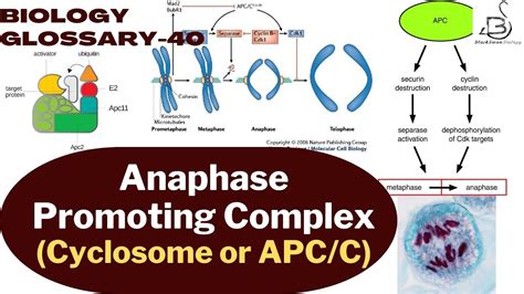 ANAPHASE PROMOTING COMPLEX | APC/C | cell cycle | biology glossary - YouTube