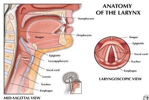 Swallowing — New England Communication Therapies