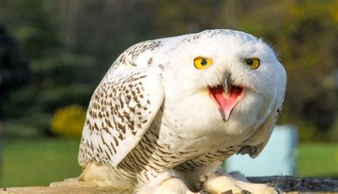 What Do Snowy Owls Eat? Are They Carnivores? - Optics Mag