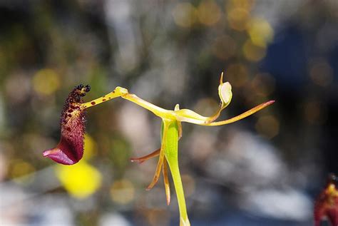 Sneaky orchids and their pollination tricks | Kew