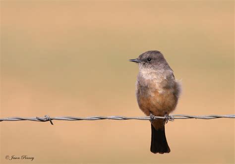 Texas Bird ID? - BirdForum