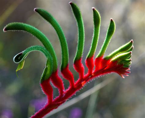 "Red & Green Kangaroo Paw" or "Mangles Kangaroo Paw" :: Anigozanthos Manglesii :: Australian ...