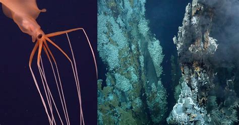 Newly Discovered Hydrothermal Vents are Surrounded by Deep-Sea Life ...