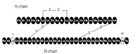 Insulin glulisine - wikidoc