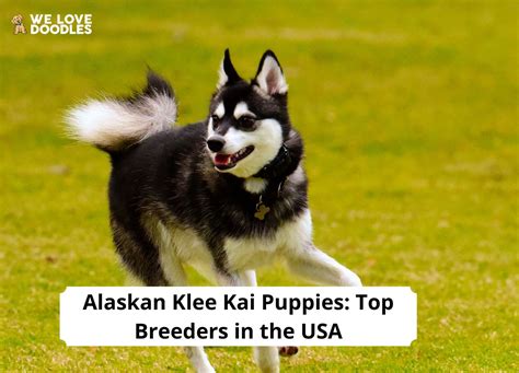 Alaskan Klee Kai Puppies: Top 7 Breeders in the USA! (2023) - We Love ...