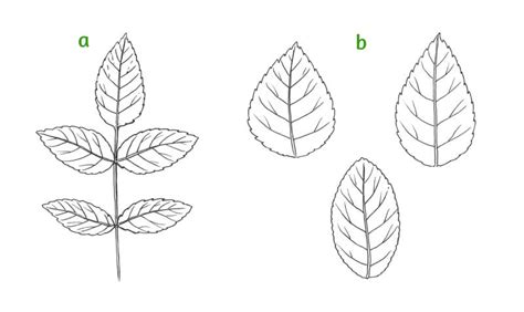 Rose Leaf Drawing