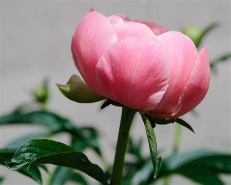 Pink Peony, Woodland, Duluth 6/21/18 #flowers | Sharon Mollerus | Flickr