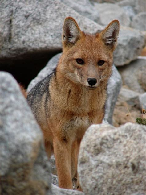 fuckyeahfoxfriends — zorro culpeo, Lycalopex culpaeus andinus. (by... | Pet fox, Fox, Coyote animal