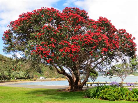 Our New Zealand Mission Experience: Pohutukawa Tree